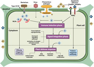 Recent advances in nano-enabled immunomodulation for enhancing plant resilience against phytopathogens